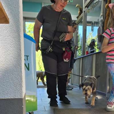 aktuelles Foto Gruppe Hunde aus dem Tierschutz