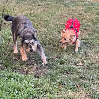 aktuelles Foto Gruppe Hunde aus dem Tierschutz