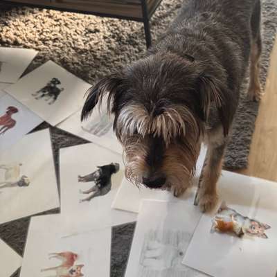 aktuelles Foto Gruppe Hunde aus dem Tierschutz