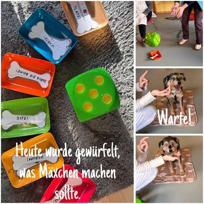 aktuelles Foto Gruppe Hunde aus dem Tierschutz