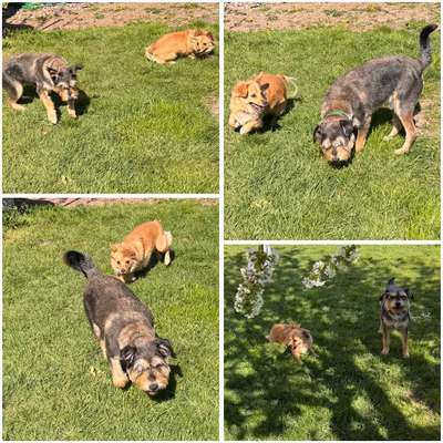 aktuelles Foto Gruppe Hunde aus dem Tierschutz