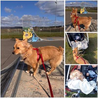 aktuelles Foto Gruppe Hunde aus dem Tierschutz