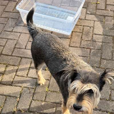 aktuelles Foto Gruppe Hunde aus dem Tierschutz