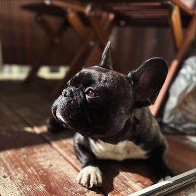 Hundetreffen-Spazieren & Spielen-Bild