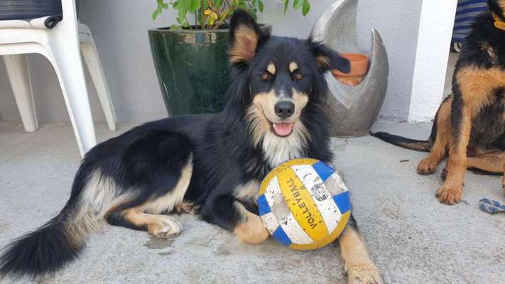 Berner Sennen-Beitrag-Bild