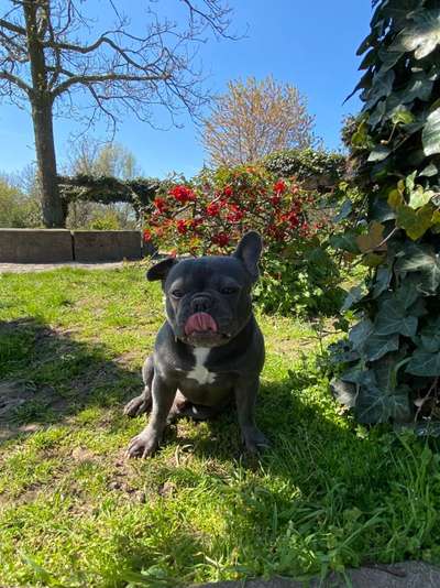 Die Dogorama Monats Challenge "Es grünt und blüht"-Beitrag-Bild