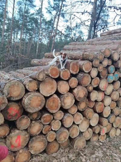 Dogorama Photo Challenge - Be my valentine-Beitrag-Bild