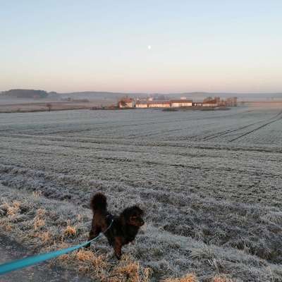 Hundetreffen-Gassi Runde Weisendorf-Bild