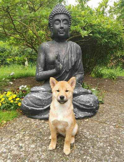 Shiba Inu und andere japanische Rassen!-Beitrag-Bild