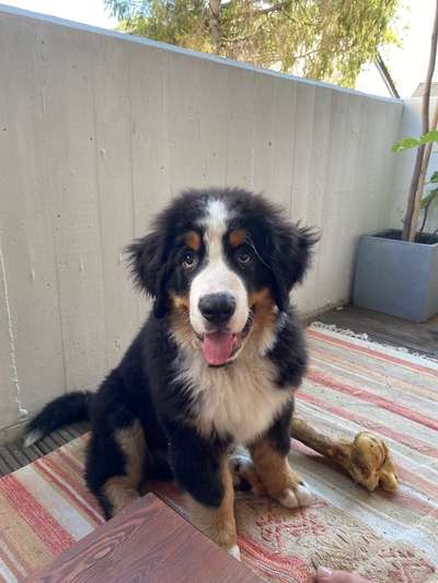 Berner Sennen-Beitrag-Bild