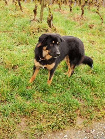 Mischlingshunde Foto Aufruf-Beitrag-Bild