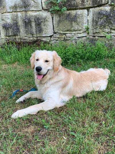 Golden Retriever-Beitrag-Bild