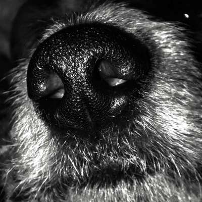 42. Handy Fotochallenge - Den richtigen Riecher haben-Beitrag-Bild