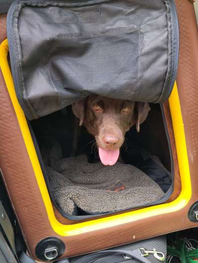 Autosicherheitsgurt fur den Hund-Beitrag-Bild