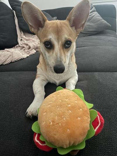 Hundetreffen-Junghunde Freunde Offenbach-Bild