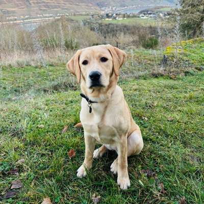 Hundetreffen-Arya sucht neue Freunde-Bild