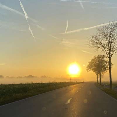 Hundetreffen-SocialWalk, Lernspaziergang-Bild