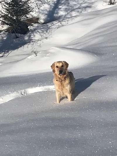 Wo sind die Golden Retriever Liebhaber?-Beitrag-Bild