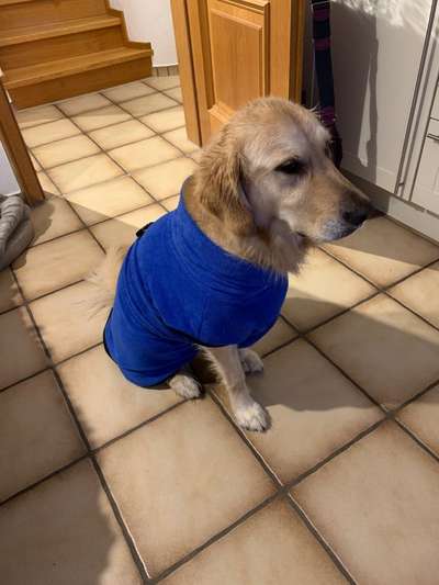 Wo sind die Golden Retriever Liebhaber?-Beitrag-Bild