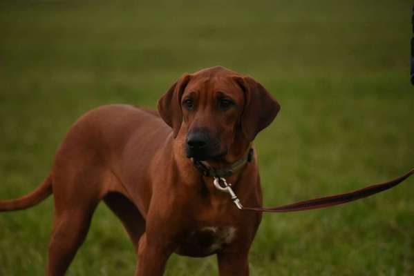 Rhodesian Ridgeback-Beitrag-Bild