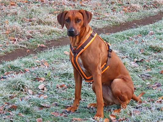 Rhodesian Ridgeback-Beitrag-Bild