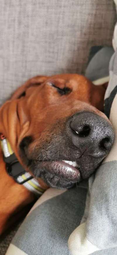 Rhodesian Ridgeback-Beitrag-Bild
