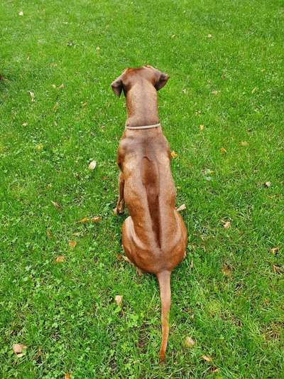 Rhodesian Ridgeback-Beitrag-Bild