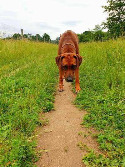 Rhodesian Ridgeback-Beitrag-Bild