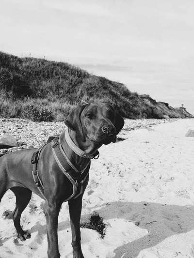 Rhodesian Ridgeback-Beitrag-Bild