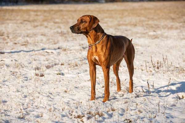 Rhodesian Ridgeback-Beitrag-Bild