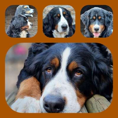 Berner Sennen-Beitrag-Bild