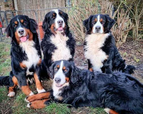 Berner Sennen-Beitrag-Bild