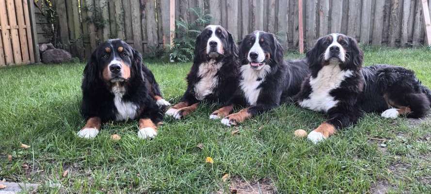 Berner Sennen-Beitrag-Bild