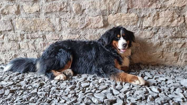 Berner Sennen-Beitrag-Bild