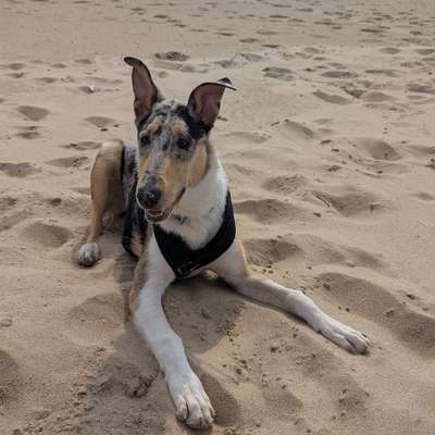 Hundetreffen-Suche "Partner" für regelmäßige Gassigehrunden