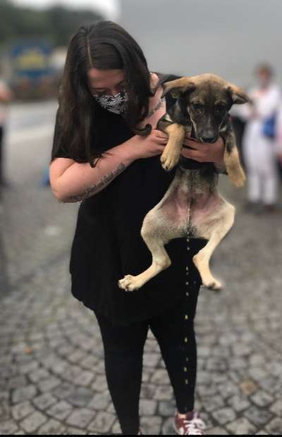 Wie kamst du zu deinem Hund?-Beitrag-Bild