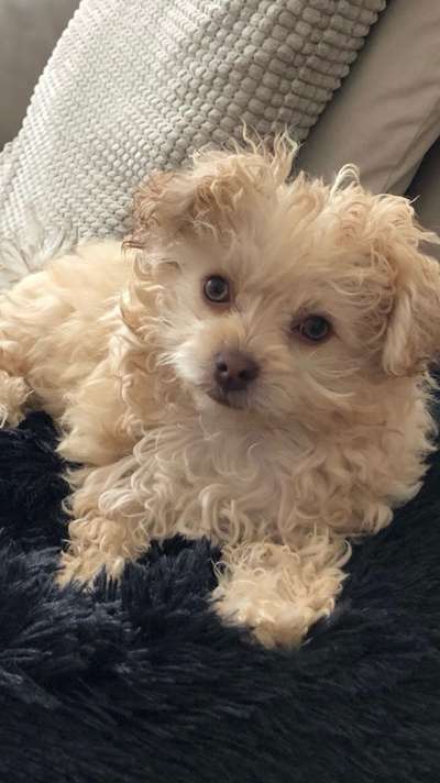 Als Welpen sind sie alle noch süßer-Beitrag-Bild