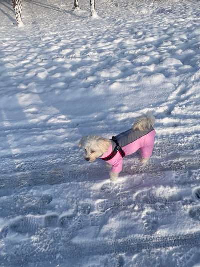 Dogorama Photo Challenge - Winterstimmung-Beitrag-Bild