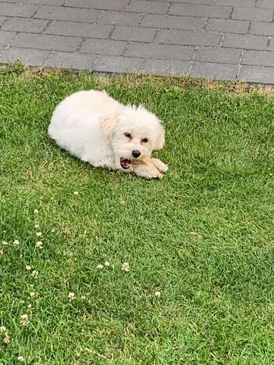 36. Handy Foto Challenge - Sonnenanbeter-Beitrag-Bild