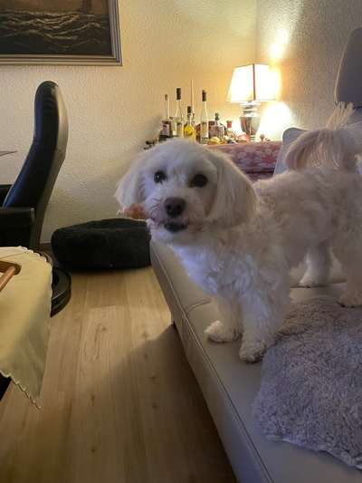 Würdet ihr auch Hundebegegnungen zulassen?-Beitrag-Bild