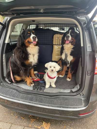 Dogorama Photo Challenge - Tierischer Urlaub-Beitrag-Bild