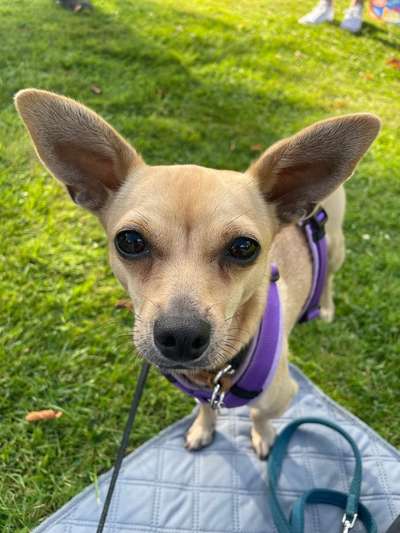 Hundetreffen-Social Walk-Bild