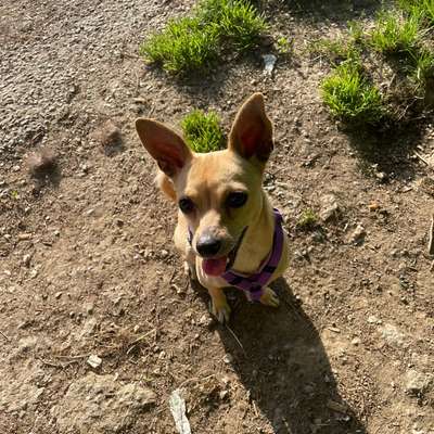 Hundetreffen-Social Walk-Bild