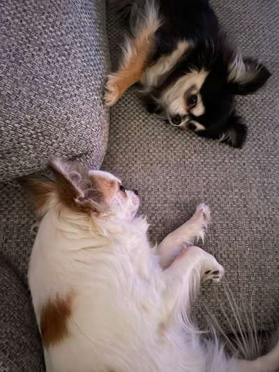 Wo sind die Chihuahua Besitzer ?-Beitrag-Bild