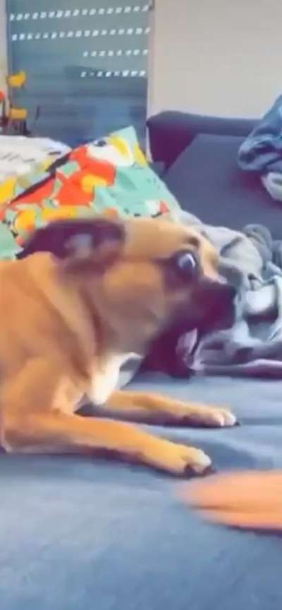 Hier ist der Spaßthread. Zum Schmunzeln und Kaputtlachen-Beitrag-Bild