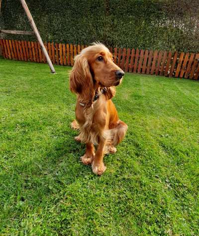 Cocker Spaniel-Beitrag-Bild