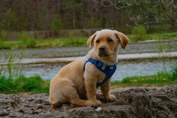 Hundetreffen-Welpen Spielstunde in Perlach-Bild