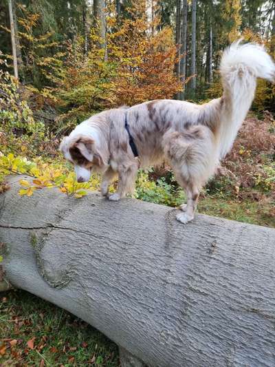 Fotochallenge Nr 55  -  Hund im November--Beitrag-Bild