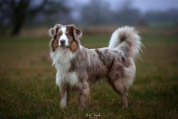 Zeigt her eure Junghunde :)-Beitrag-Bild