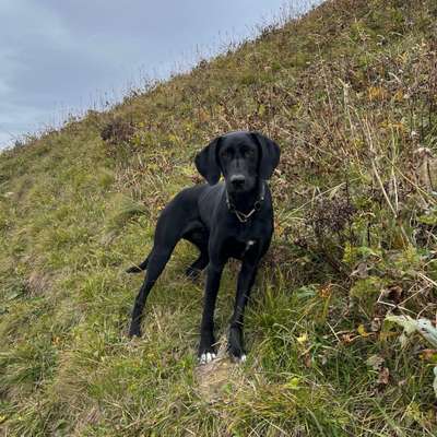 Hundetreffen-Andere Hunde zum Toben & Spielen-Bild